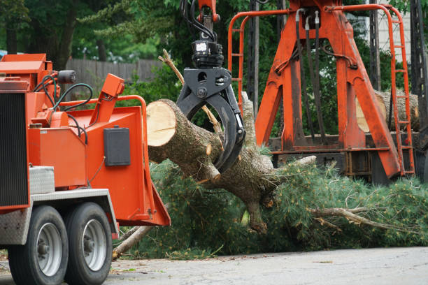 Seasonal Cleanup (Spring/Fall) in Livonia, MI