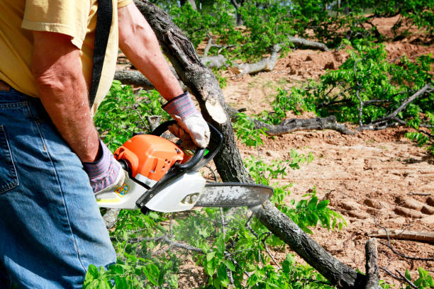 Why Choose Our Tree Removal Services in Livonia, MI?